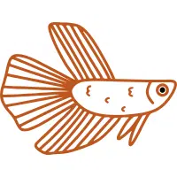 Combtail | Betta Breeds Names
