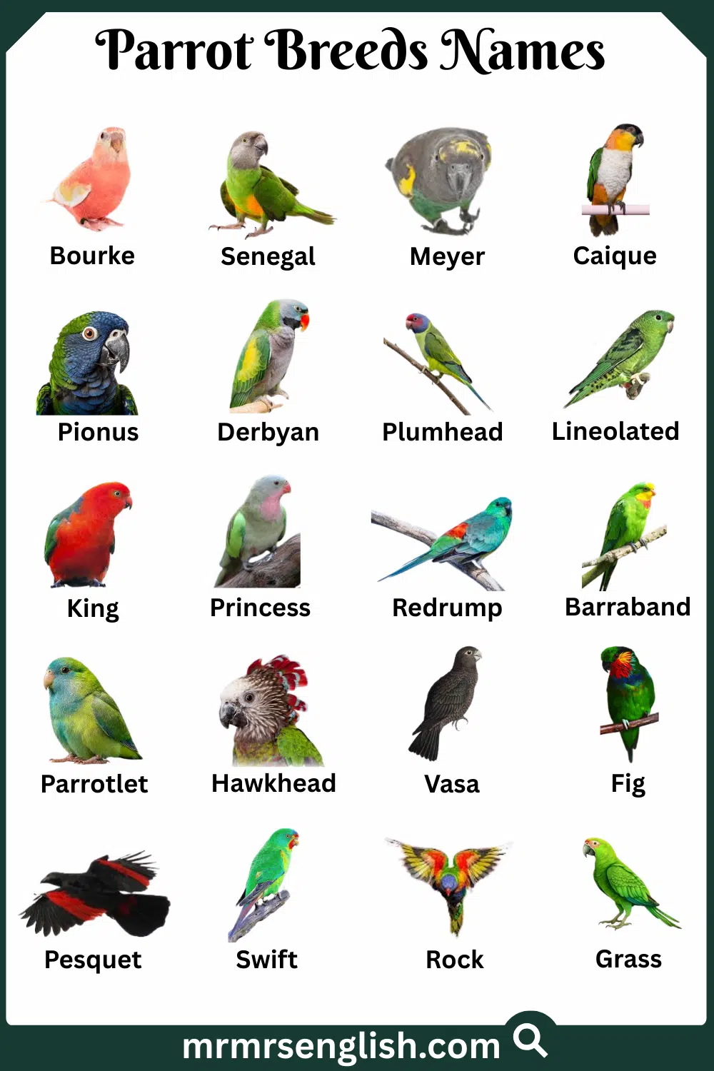 Common Types of Parrot Names in English with Pictures