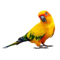 Conure