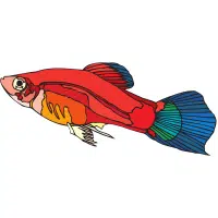 Coral | Platy Breeds Names