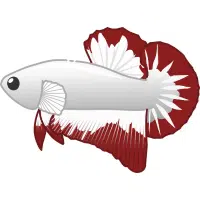 Crowntail | Betta Breeds names