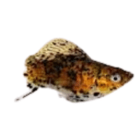 Dalmatian Sailfin | Molly Breeds Names