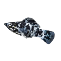 Dalmatian | Molly Breeds Names