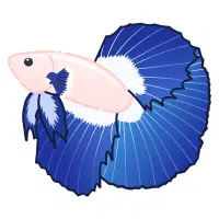 Delta Tail | Betta Breeds Names