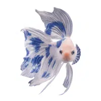 Double Tail | Betta Breeds names