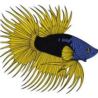 Dragon Scale | Betta Breeds Names