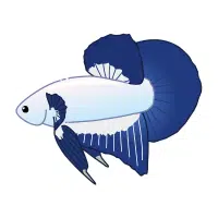Dumbo | Betta Breeds Names
