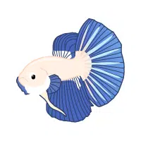 Feathertail | Betta Breeds Names