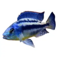 GSeverum