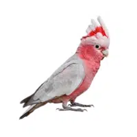 Galah