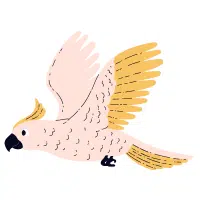 Galah