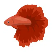 Giant Betta | Betta Breeds Names