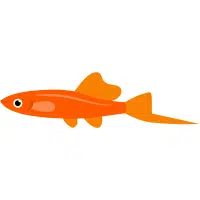 Gold | Platy Breeds Names