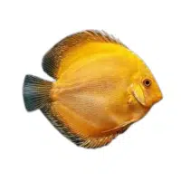Gold | Discus Breeds Names 