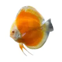 GoldMelon