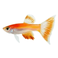 Golden | Molly Breeds Names