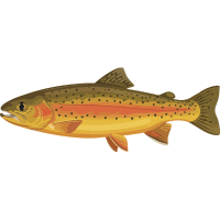 Golden | Trout Breeds Names