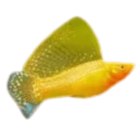 Golden Sailfin | Molly Breeds Names