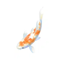 Goromo