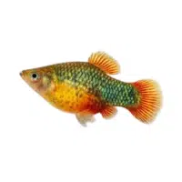 Green | Platy Breeds Names