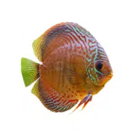 GreenGold