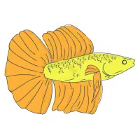 Half Sun | Betta Breeds Names
