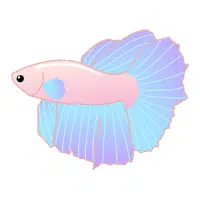 Halfmoon | Betta Breeds names