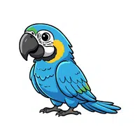 Illiger | Parrot Breeds Names