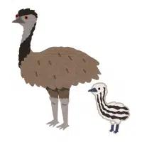 Inland | Emu Breeds Names