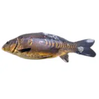 Israeli | Carp Breeds Names