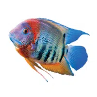 JDempsey | Cichlid Breeds Names