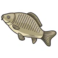 Javan | Carp Breeds Names