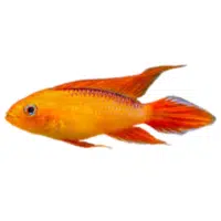 Jewel | Cichlid Breeds Names