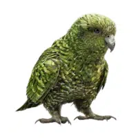 Kakapo | Parrot Breeds Names
