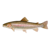 Kamloops | Trout Breeds Names