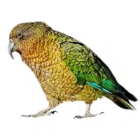 Kea | Parrot Breeds Names