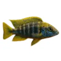 Keyhole | Cichlid Breeds Names