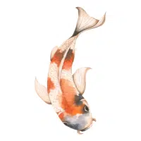 Kikusui | Koi Breeds Names