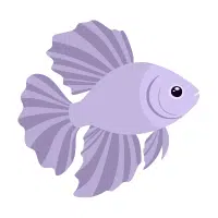 King Betta | Betta Breeds Names