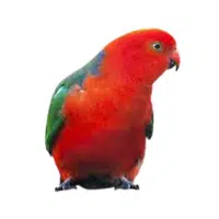 King | Parrot Breeds Names