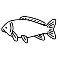 Kohaku | Carp Breeds Names