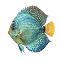 Koi | Discus Breeds Names 