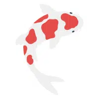 Koromo | Koi Breeds Names