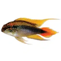 Kribensis | Cichlid Breeds Names