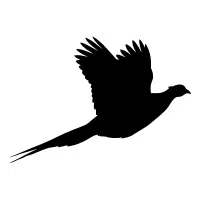 Lady Amherst | Pheasant Breeds Names