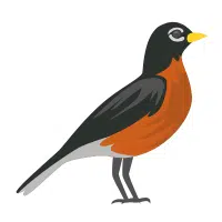 Lady Charlotte | Pheasant Breeds Names