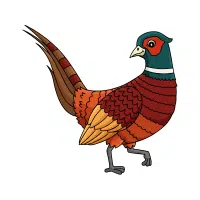 Lady China | Pheasant Breeds Names