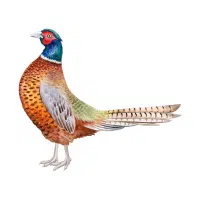 Lady Grace | Pheasant Breeds Names