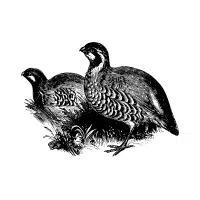 Lady Isabella | Pheasant Breeds Names