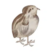 Lady Jane | Pheasant Breeds Names